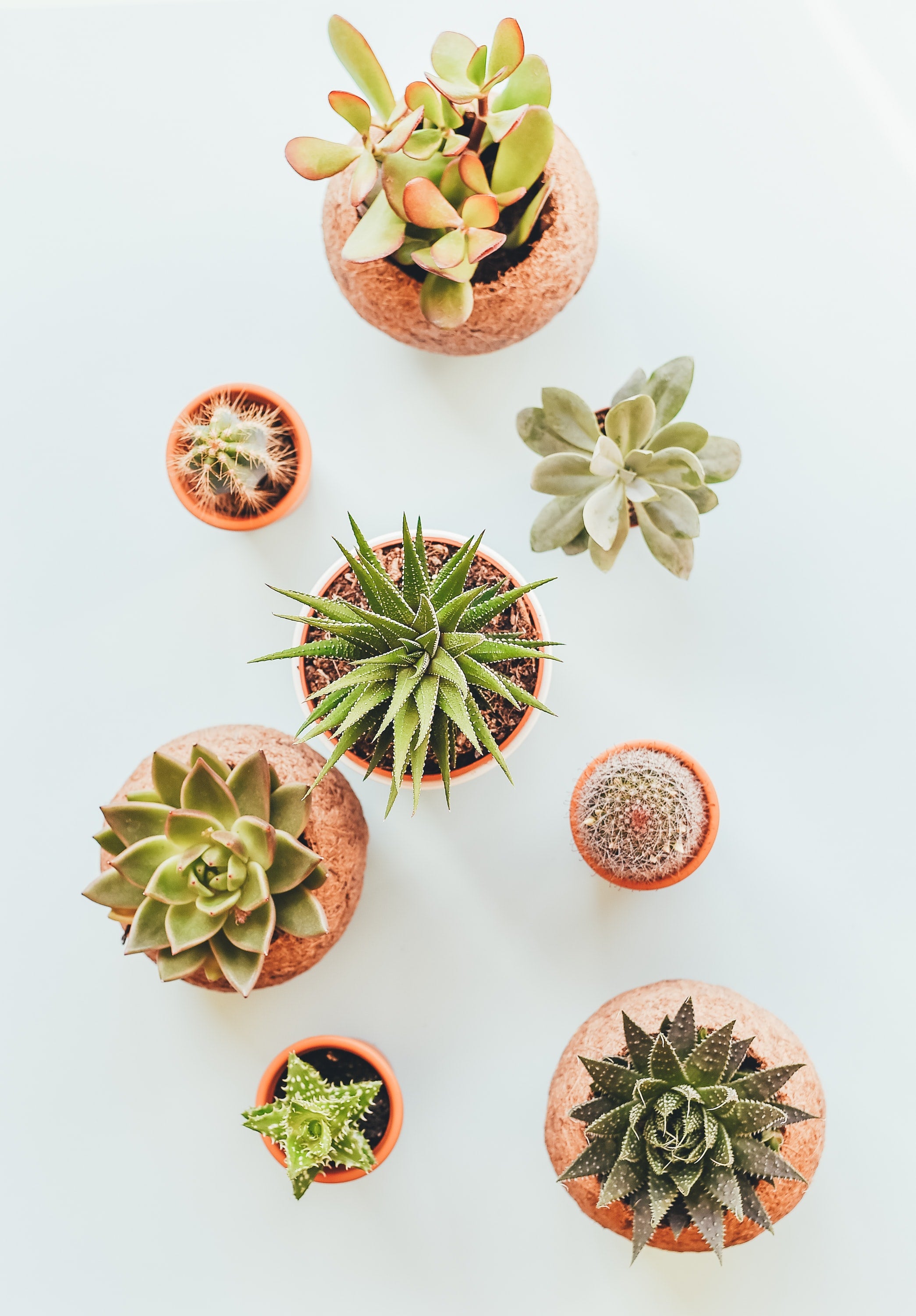 Home & Garden