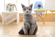 Cute Cat Plush Toy